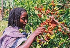 Solino wird handgepflückt - in den besten Anbaugebieten aus Äthiopien